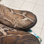 Charleston Shoe Co Liberty Python Boot Size 6 Pull On Brown Photo 4