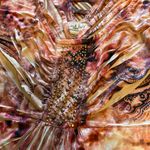 Live and let live Boho Indie Peasant Multicolor Women's Top Photo 4