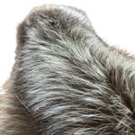 Saga Fox  Shawl Collar Scarf Wrap Stole Silver Fox Fur Photo 6