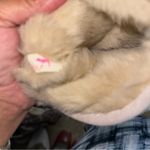 PINK - Victoria's Secret Victoria secret pink sequin boots Photo 4