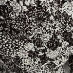 INC INTERNATIONAL CONCEPTS Brown & White Embroidered 3/4 Sleeve Top Size Large Photo 5