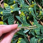 Gold Bracelet Photo 3