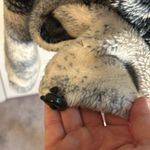 Furry winters sled dog husky scene detailed vintage jacket Size L Photo 7