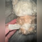 Authentic Baby Three Cutie Plush Blind Box Series Tan Photo 8