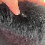 525 America Women's Black Rabbit Fur Vest Size M Photo 4