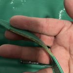 BCBGeneration BCBG Plastic Mint Green Tote Photo 6