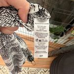 Pleione NWOT -  Sleeveless Shirt Blouse Size Small Photo 1