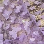 Purple Butterfly Women Swim Sarong Photo 3