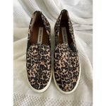 Steve Madden  Slip On Leopard Sneaker, Size 8M Photo 5