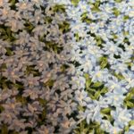 Nordstrom Tiny floral print skirt Photo 3