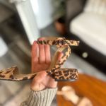 A New Day  Cheetah Heels Photo 0