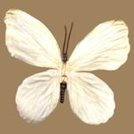 Elegant butterfly shoe clips for all shoe types. New Black Size undefined Photo 3