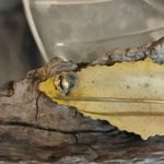 Antique Vintage Damascene Art Deco Gold Tone Silver Filigree Bar Brooch Pin FLAW Photo 13