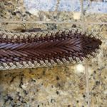Motif 55 Brown Braided Leather Wide Boho Festival Belt Womens Medium Accessory Photo 8