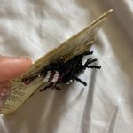 South Africa souvenir Photo 2