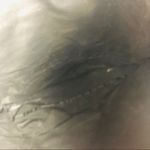 Disney Authentic‎ Lion king Zippered tote Photo 3