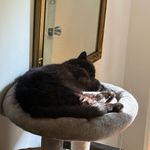 Vivaia Pointed Photo 5