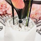 Anna Sui Vintage Style Frames AS270-1A Plus Case Photo 0