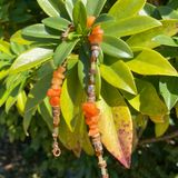 Handmade Beaded Anklet Orange Photo 0