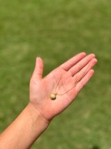 Handmade Shell Necklace Gold Photo 0