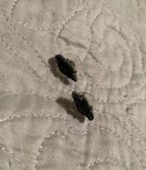 Kendra Scott Stud Earrings Photo 0