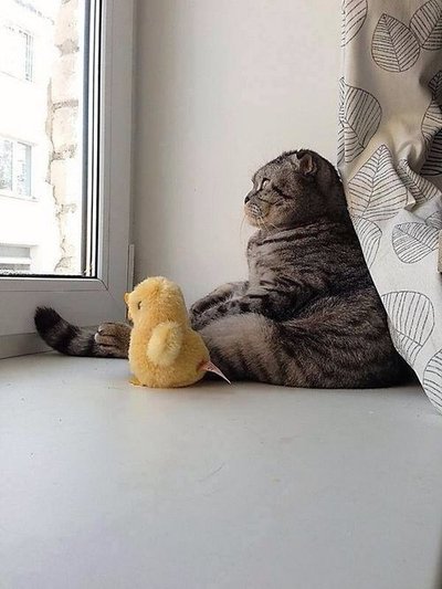 Ducky