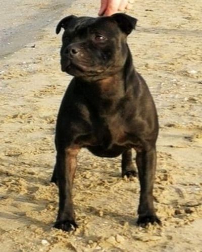 Faiter Divine Del Piccolo Diavolo