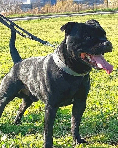 Bravehart Del Piccolo Diavolo