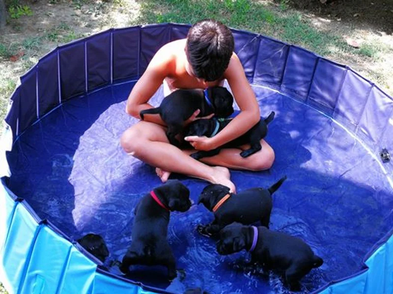 Cuccioli Staffordshire Bull Terrier in piscina