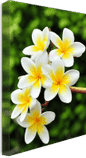 gallery-wrap-canvas-print