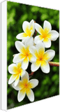 mounted-canvas-print