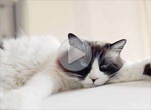  Tarjeta animada de Cumplea&ntilde;os, Agenda llena	. 