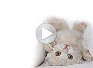  Tarjeta animada de Amistad, Para lo que necesites�. 