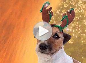  Tarjeta animada de Navidad, Ladridos navide�os. 