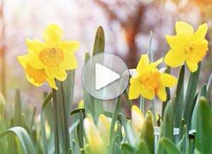 Tarjeta animada de Pascuas, Nuestros mejores deseos