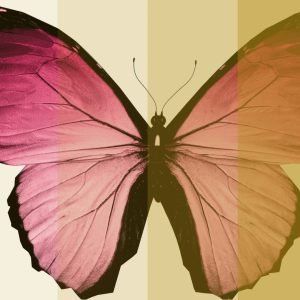 transition