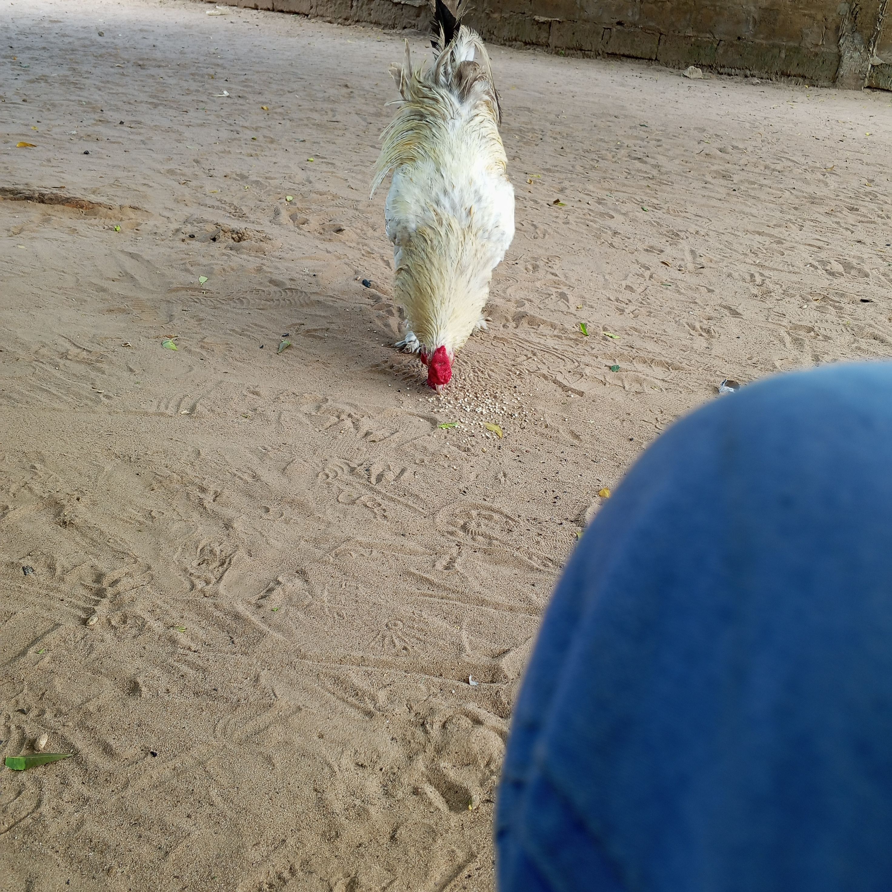 Le coq Opposé.picon 1