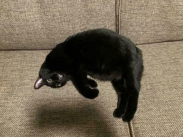 15 Foto Viral yang Harus Kamu Amati Dua Kali Agar Tak Salah Paham! 2 Kucing Tidur Ngambang?