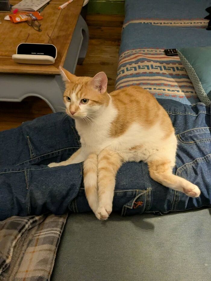 15 Foto Viral yang Harus Kamu Amati Dua Kali Agar Tak Salah Paham! 3 Foto unik kucing lucu banget