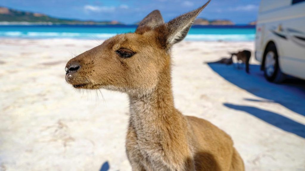 3. Saksikan Kanguru Santai dan Paus Bermigrasi di Lucky Bay