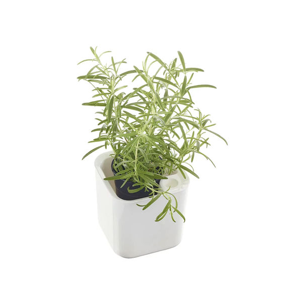 Eden Herb Self Watering Pot 12cm White 53510