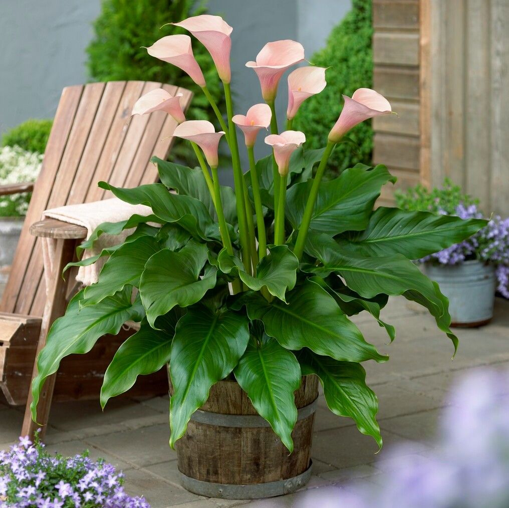 Zantedeschia 'Flamingo' 5 - 15 cm / 3 L - Sproutl