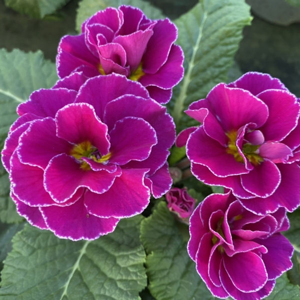 Primrose 'Rubens Purple' 1L - 2 Plants - Sproutl