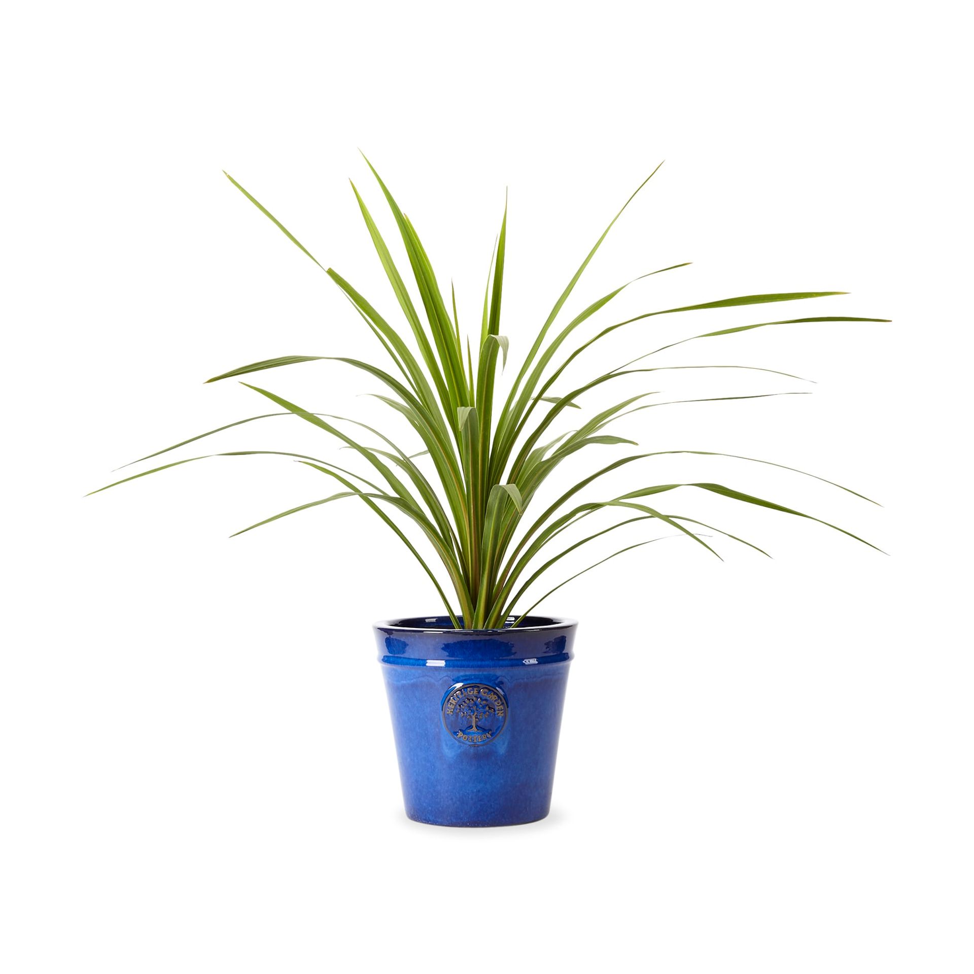 How to look after Cordyline Sproutl
