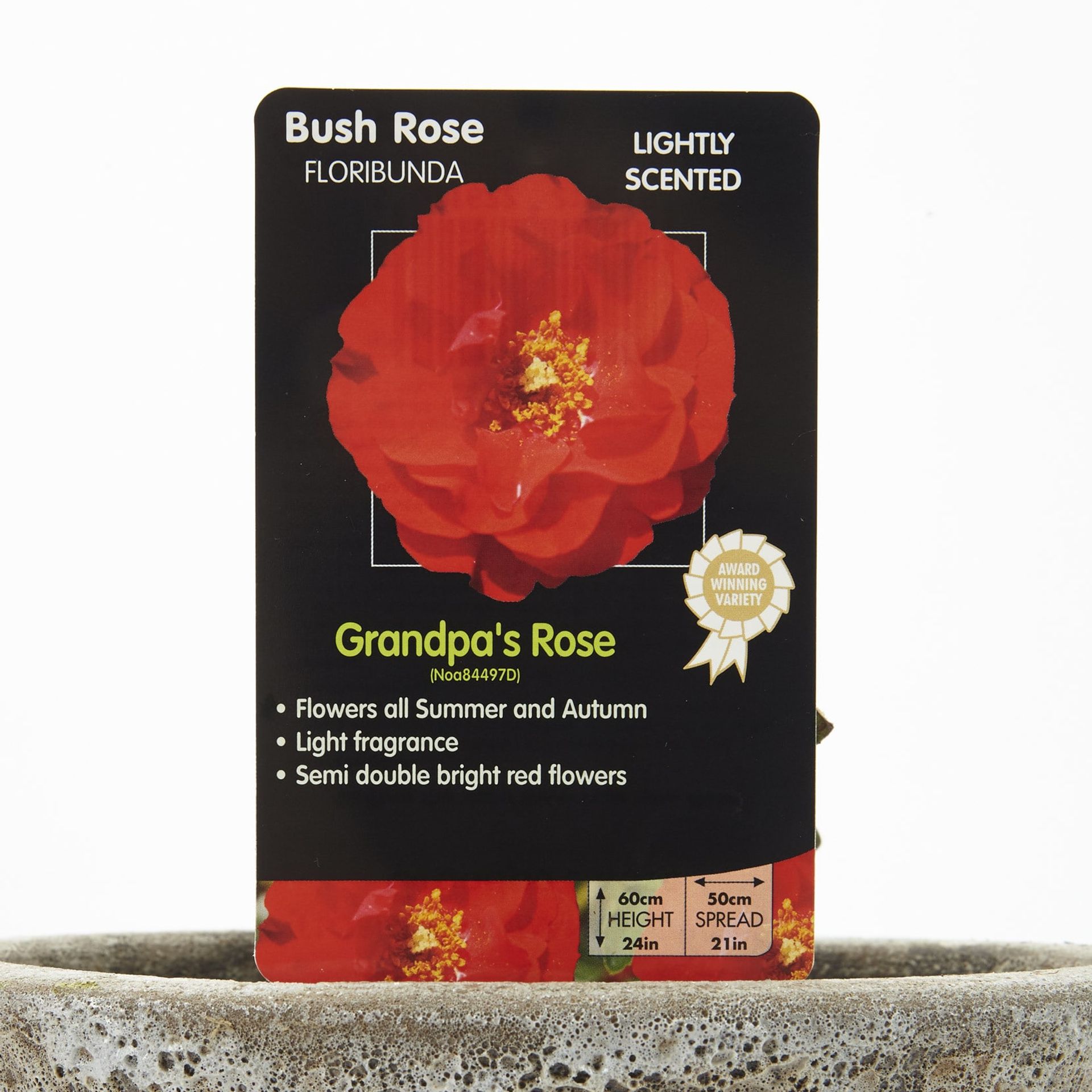 Bush Rose 'Grandpa's Rose'