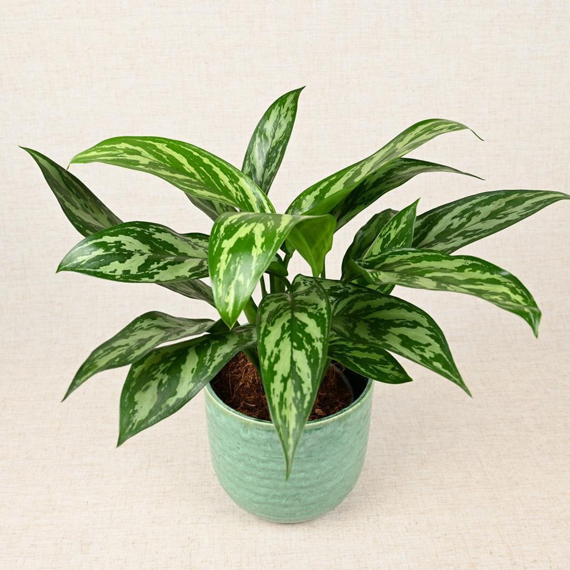 Tips for growing Aglaonema