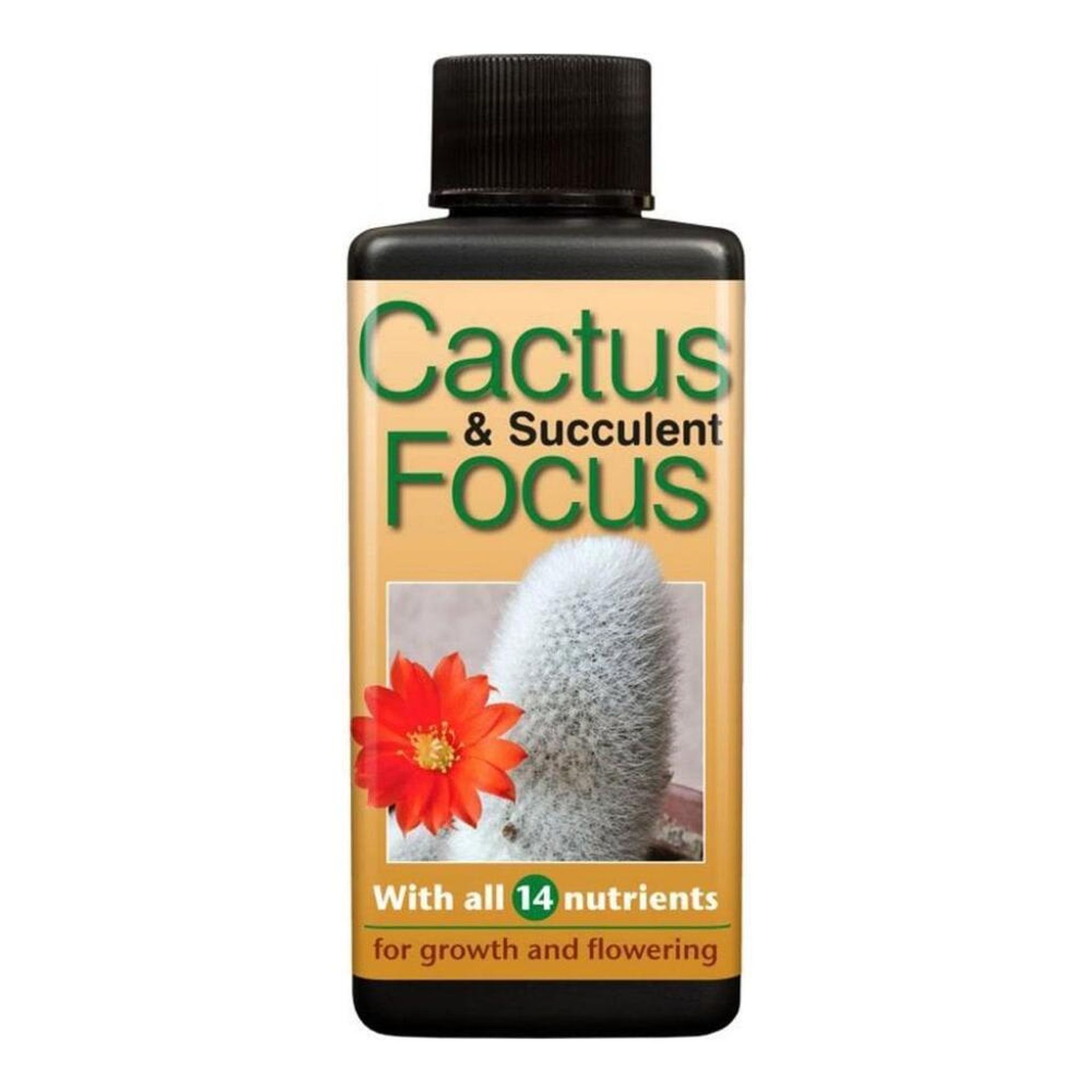Cactus and Succulent Focus