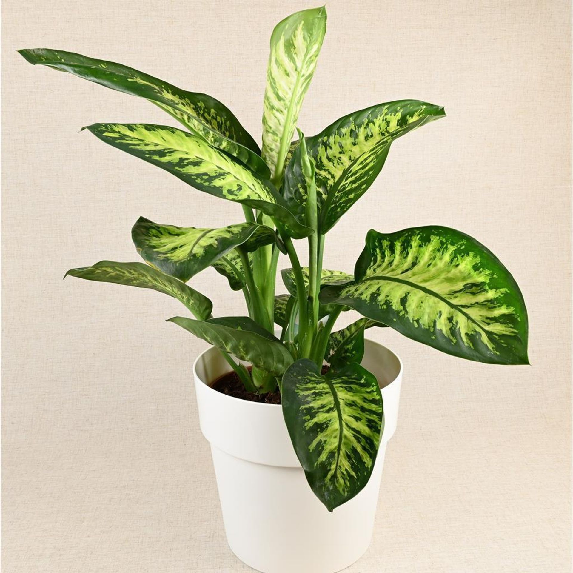 Dieffenbachia