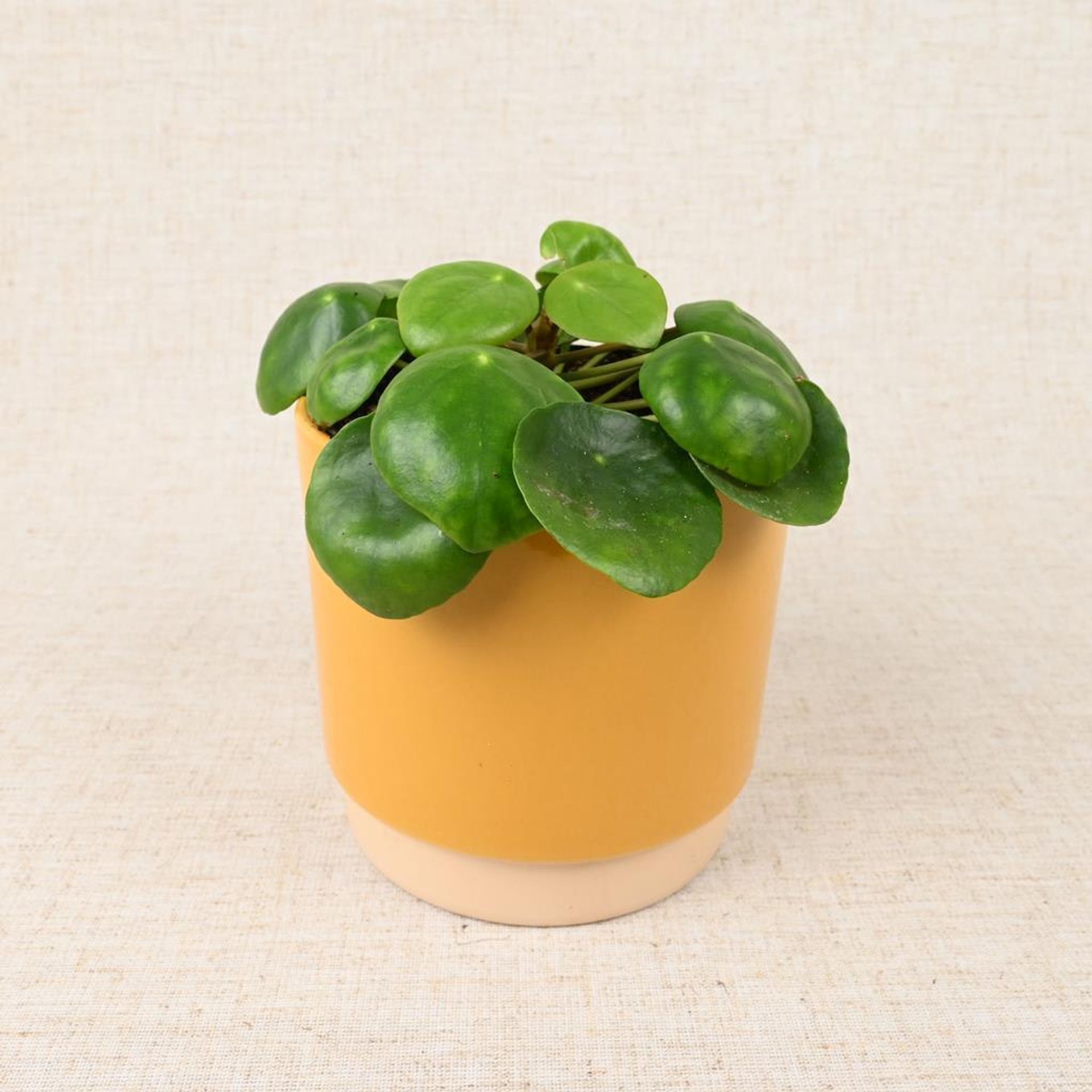 Pilea