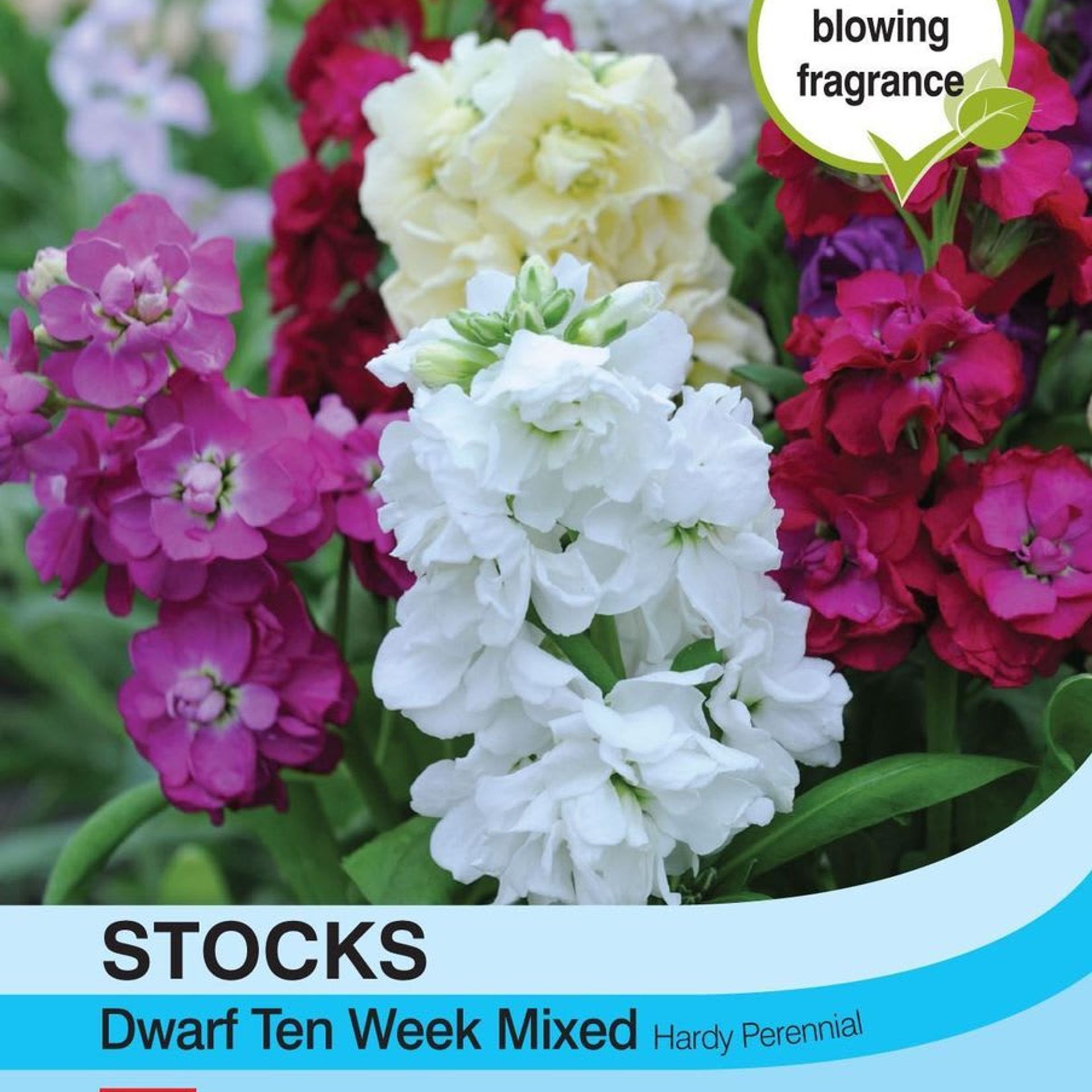 Thompson & Morgan Stocks 'Dwarf Ten Week' Mixed Seeds